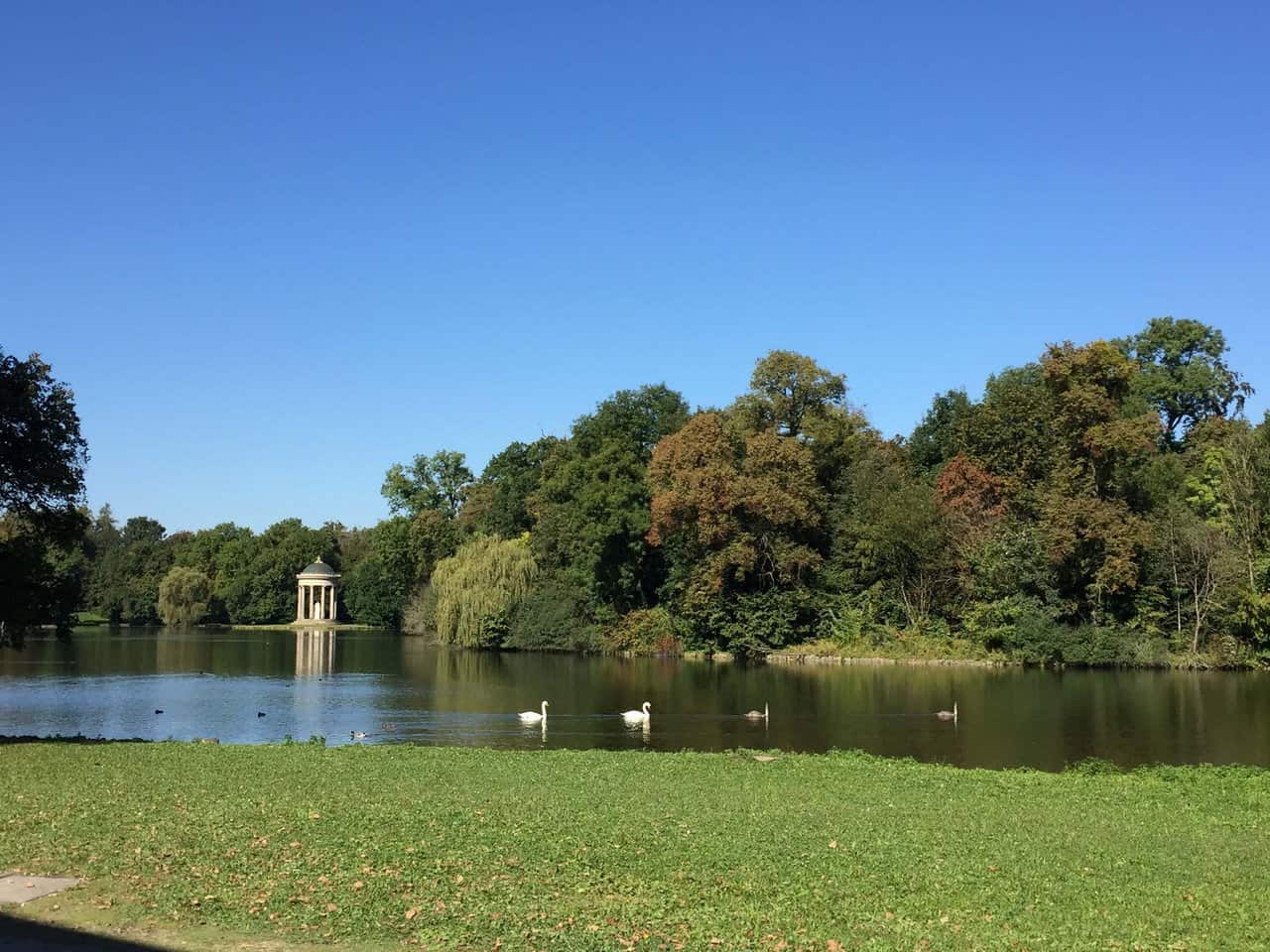 Scenic lake with swans and a small temple surrounded by trees in the English Garden Munich