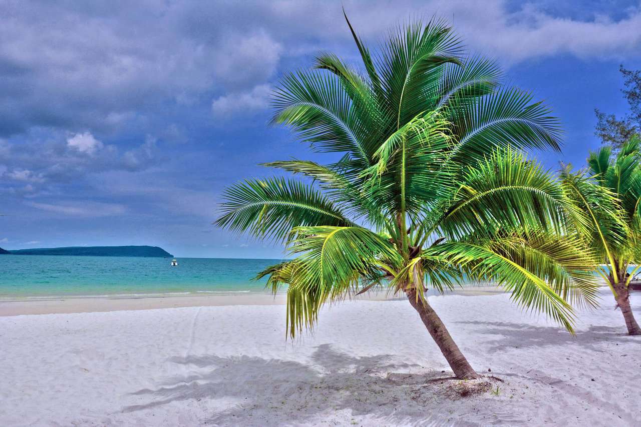 a coconut tree on white sand beach