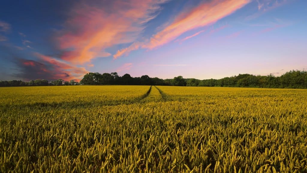 Wide farmland in Africa