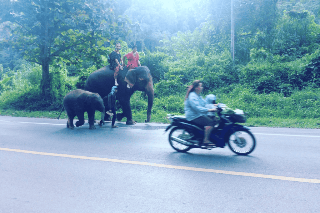 motorbike passing two elephants
