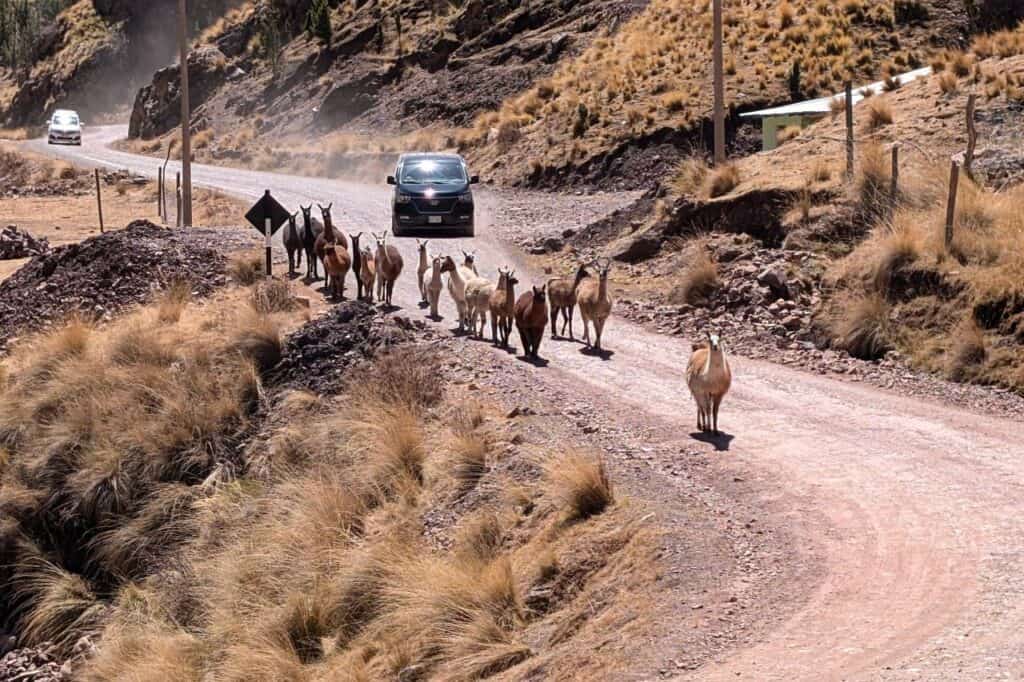 alpaca's walking up a mountain road in peru