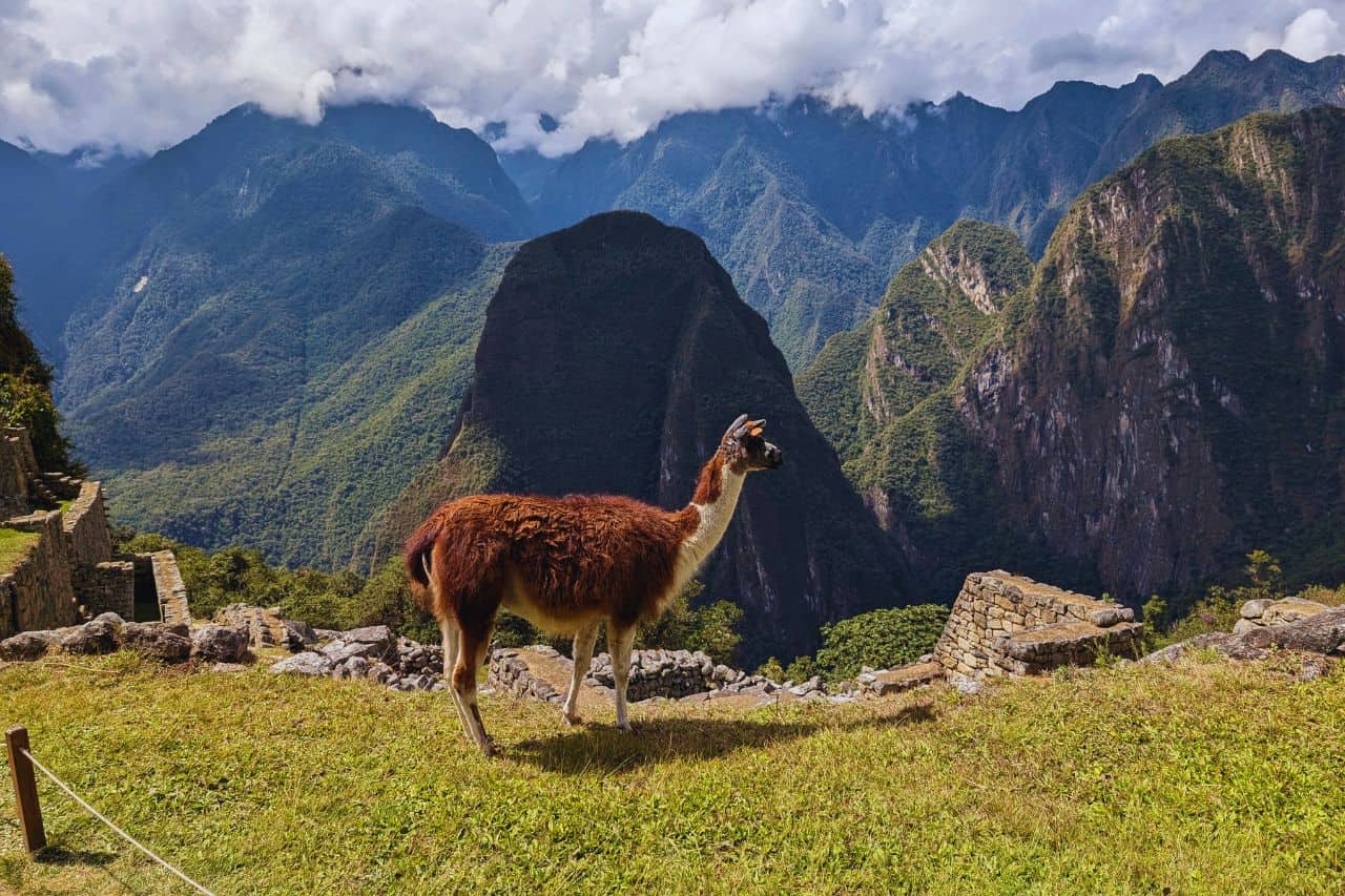 Alpaca with the machu picchu mountains in the background