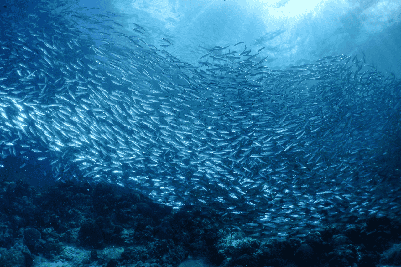 Sardine run from a beachfront resort in Moalboal