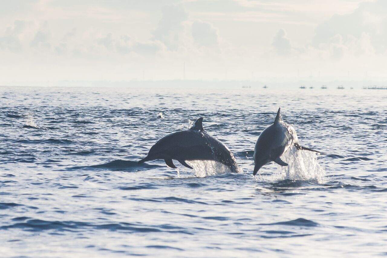 Two dolphins jumping out of the water in North Bali during a morning tour, a popular day trip from Canggu