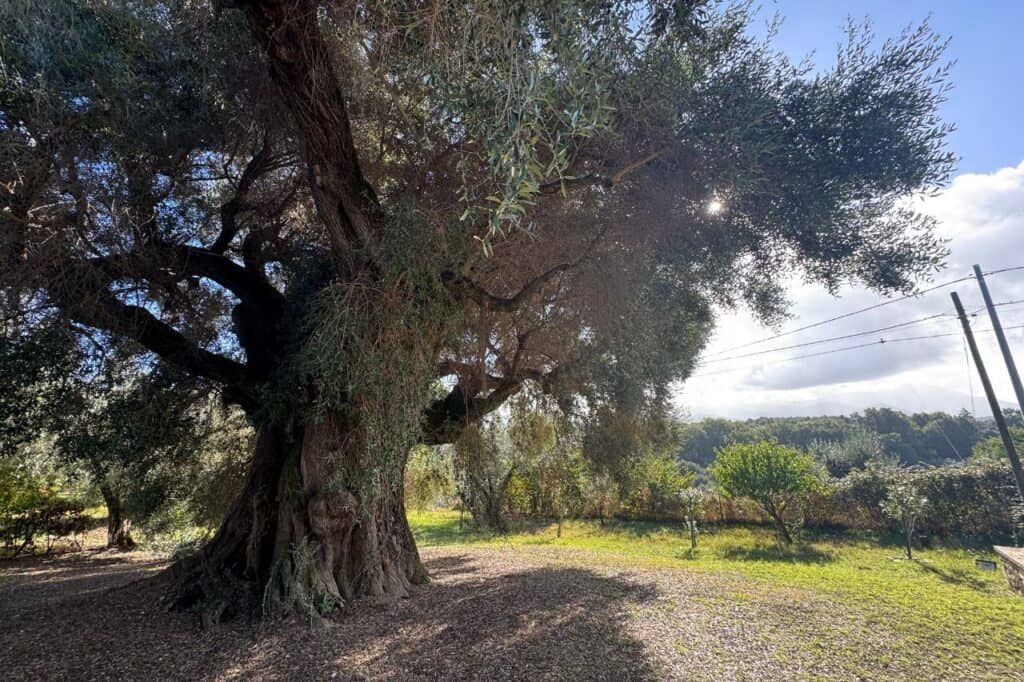 Massive 2,000-year-old olive tree in the Sabina countryside near Rome