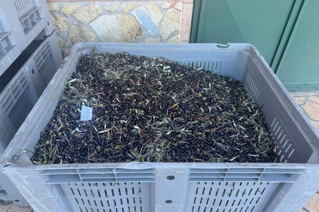 Large crate filled with freshly harvested black and green olives