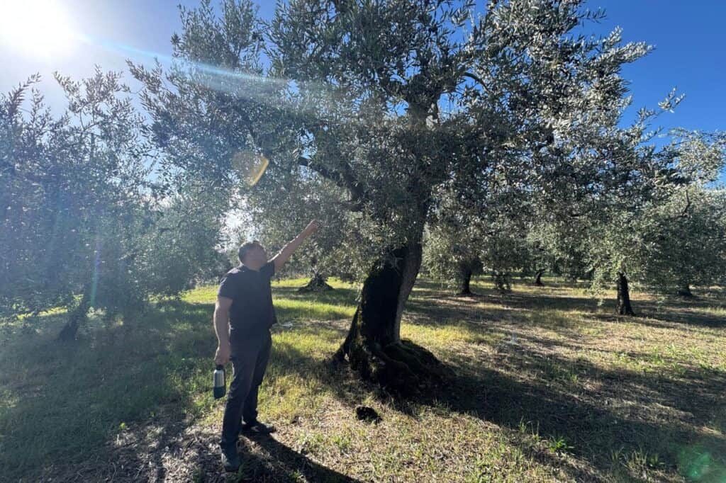 Guide pointing toward olive branches in an Italian olive grove